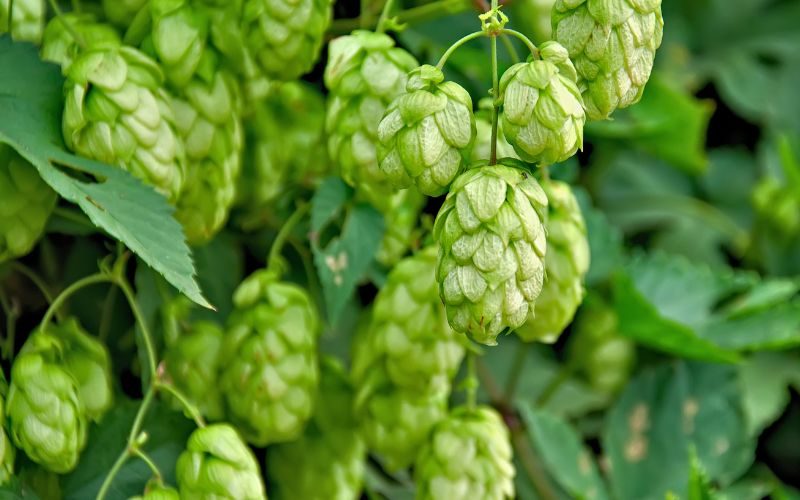 Natürliche Heilmittel bei Wechseljahresbeschwerden bei den Wellness-Hotels & Resorts