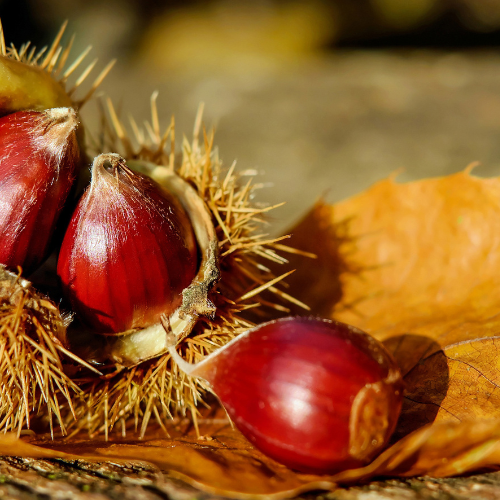 Maronen und Esskastanien: sammeln, kochen und genießen