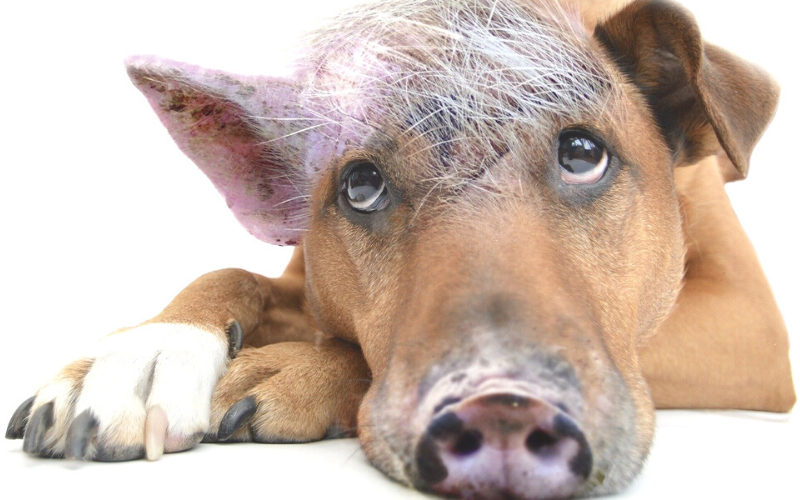 So überwindest du den Innerer Schweinehund