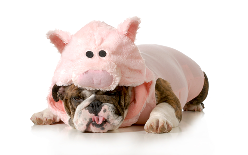 Freund oder Feind? Der innere Schweinehund