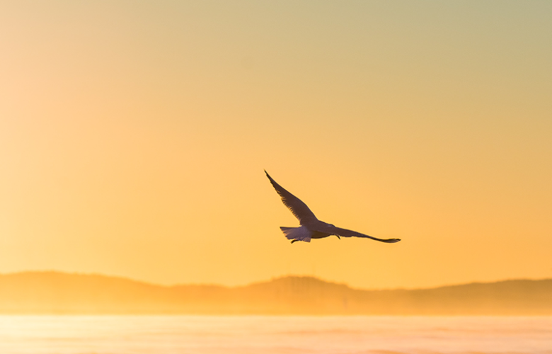 Adler fliegt über das Meer