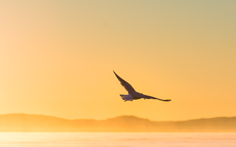 Adler fliegt über das Meer