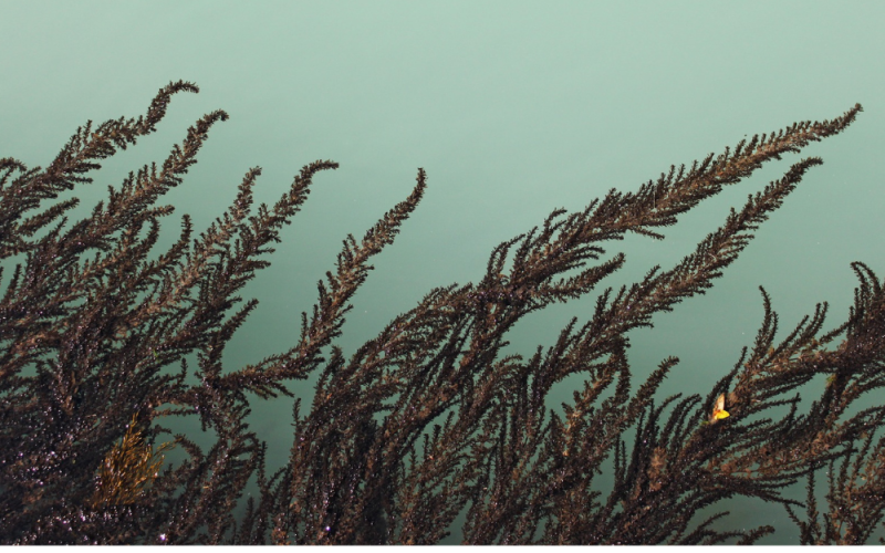 Algen: Ein wichtiger Bestandteil der Thalasso-Therapie