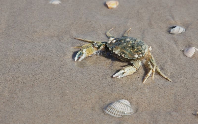 Suche beim Urlaub in Husum die Small Five