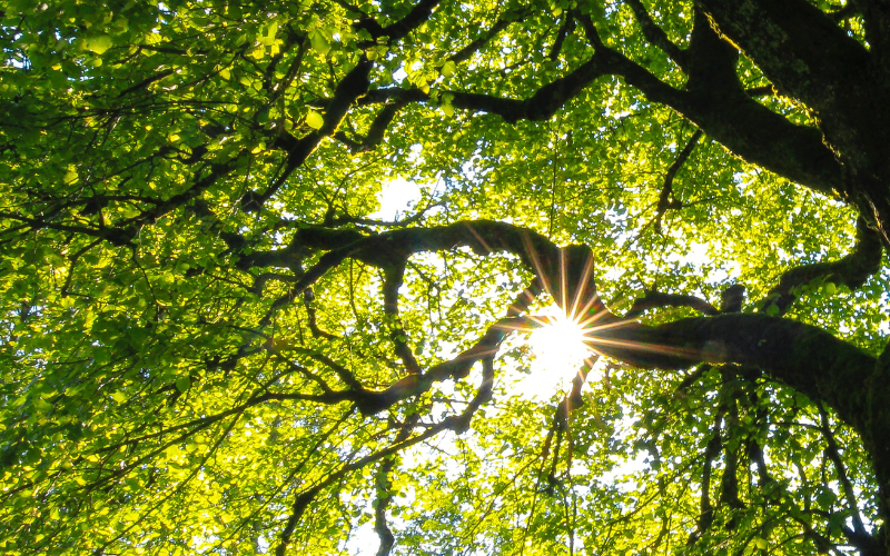 Nachhaltigkeit im Hotel
