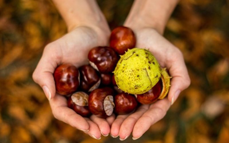 Der Herbst bietet die Möglichkeit, um Kastanien zu sammeln.
