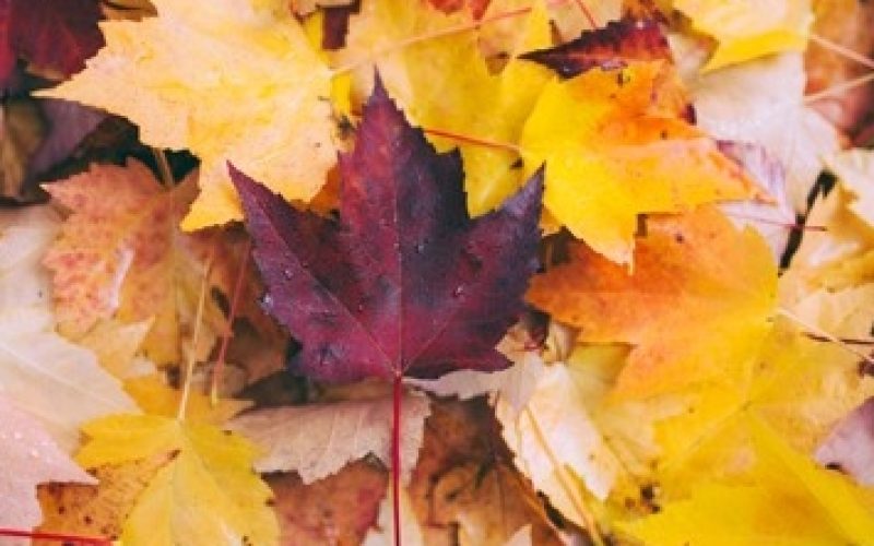 Eine Vielzahl bunt gefärbter Blätter