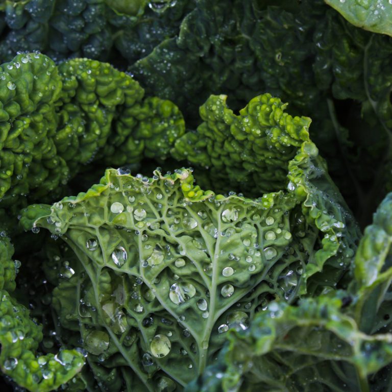 grünkohl im winter