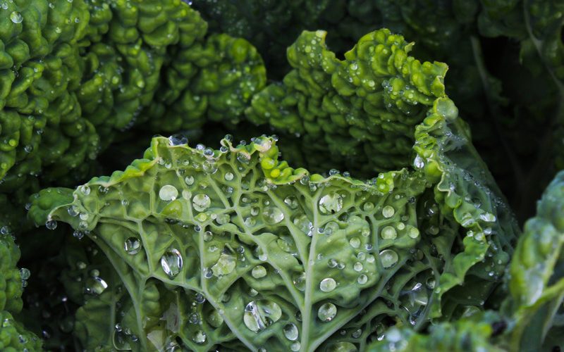 grünkohl im winter