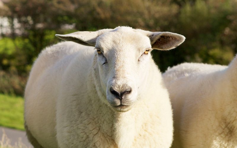 Deichlämmer vor dem Lundenbergsand Hotel und Spa