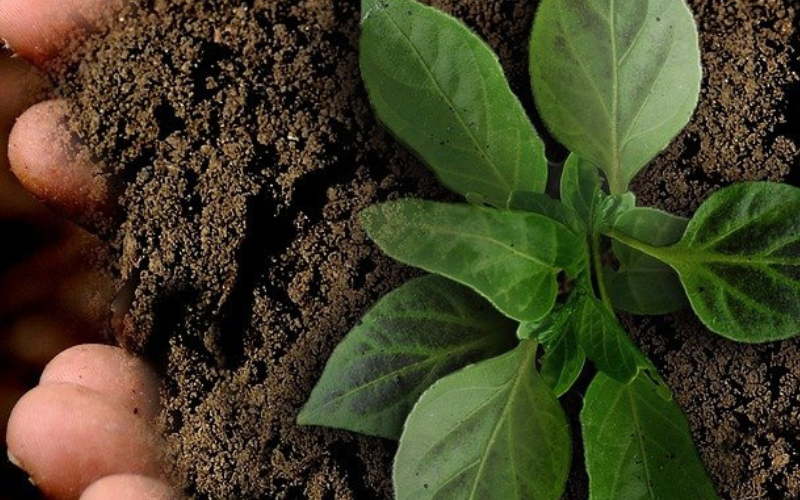 Nachhaltigkeit im Hotel: Bäume pflanzen für den Klimaschutz