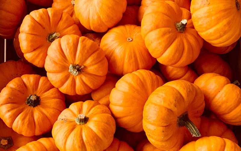 Kürbis lecker und gesund