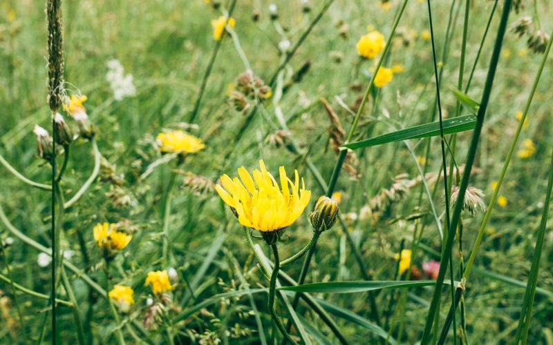 Natur in und um Deutschland entdecken
