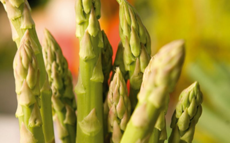 sonnengut-spargel