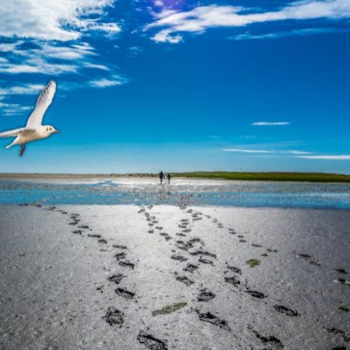 Urlaubs-tipps für die Husumer Bucht