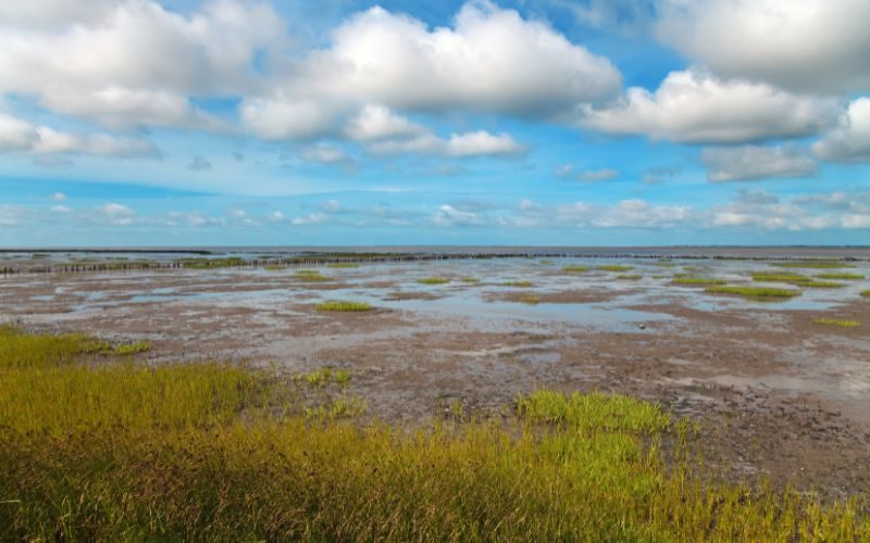 Erlebe unbedingt das Watt mit allen Sinnen bei einer Wattwanderung