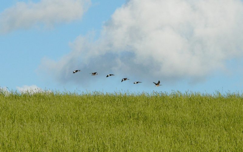 Wildgänse am Niederrhein